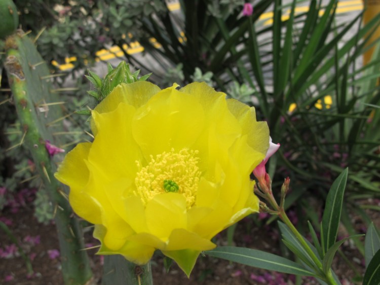 cactus flower
