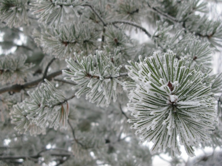 frosty pine needles