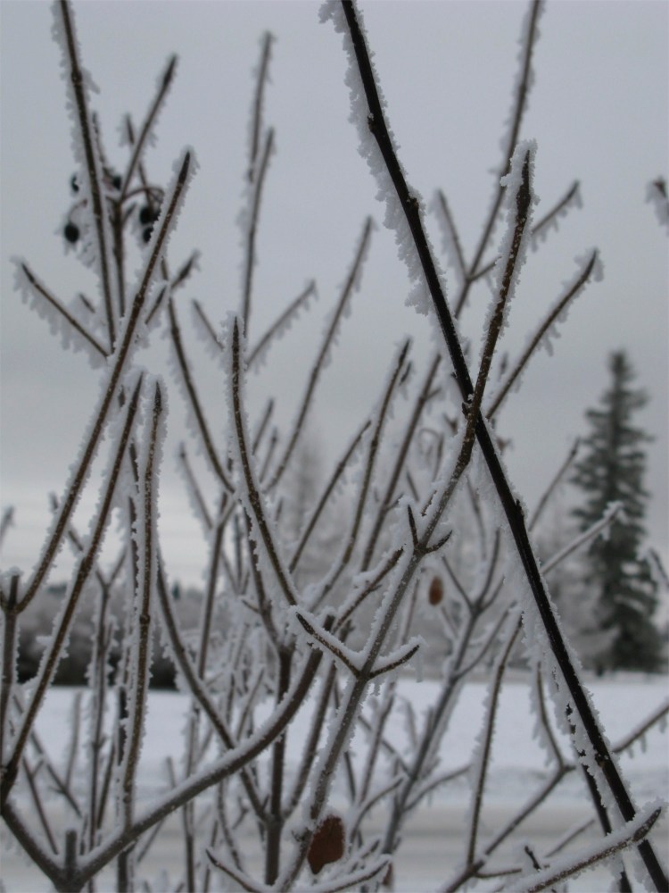 frosty winter branches