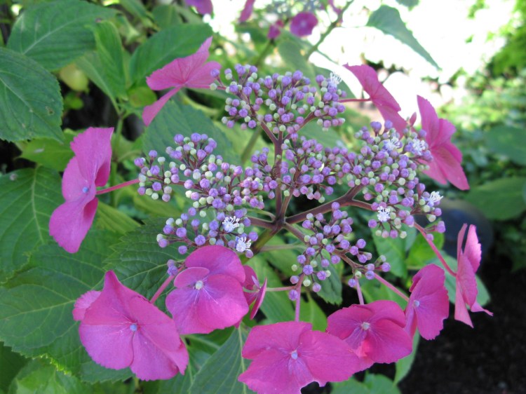 deep pink hydrangea