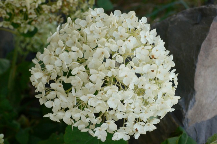 hydrangea