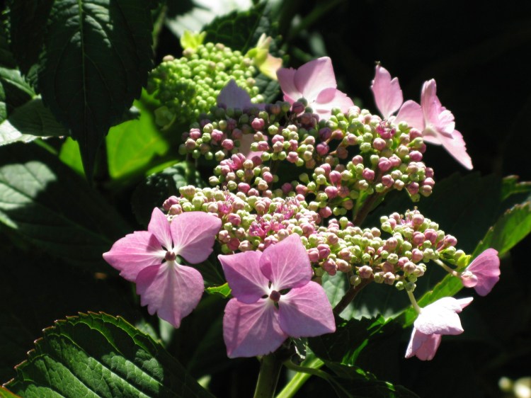 pink hydrangea