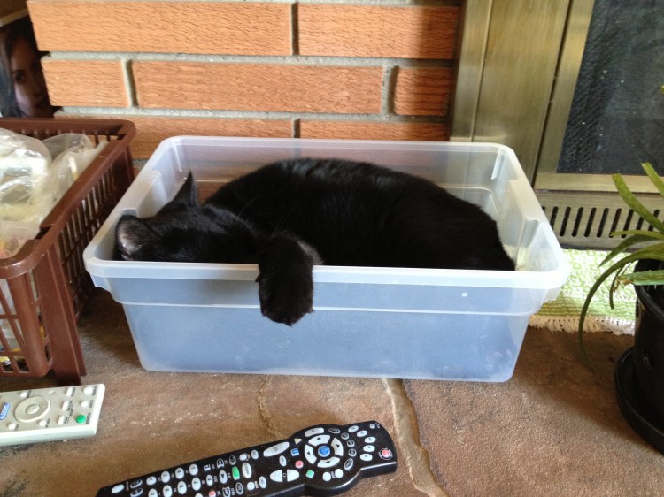 Felix the cat snoozing in Rubbermaid