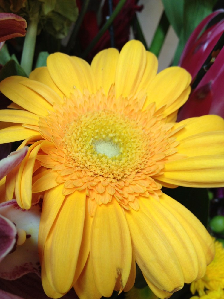yellow gerbera daisy
