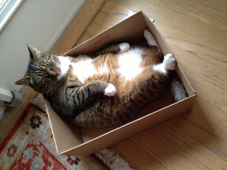 Kush the cat in a cardboard box