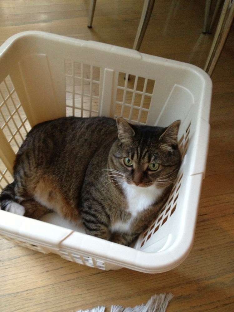 Kush the cat in a laundry basket