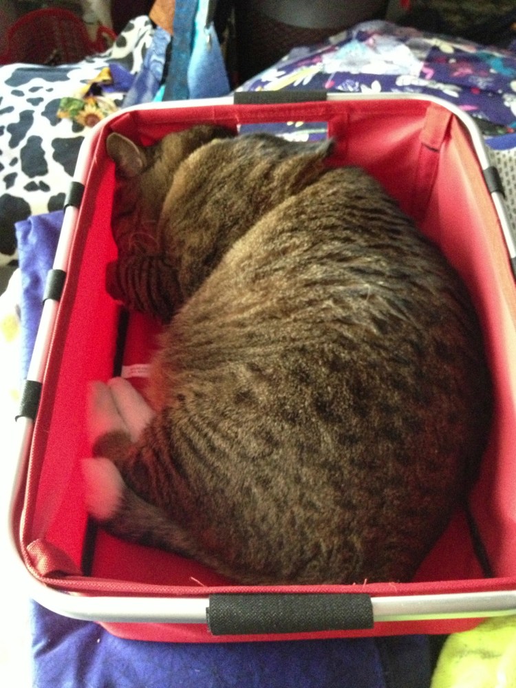 Kush the cat in a basket