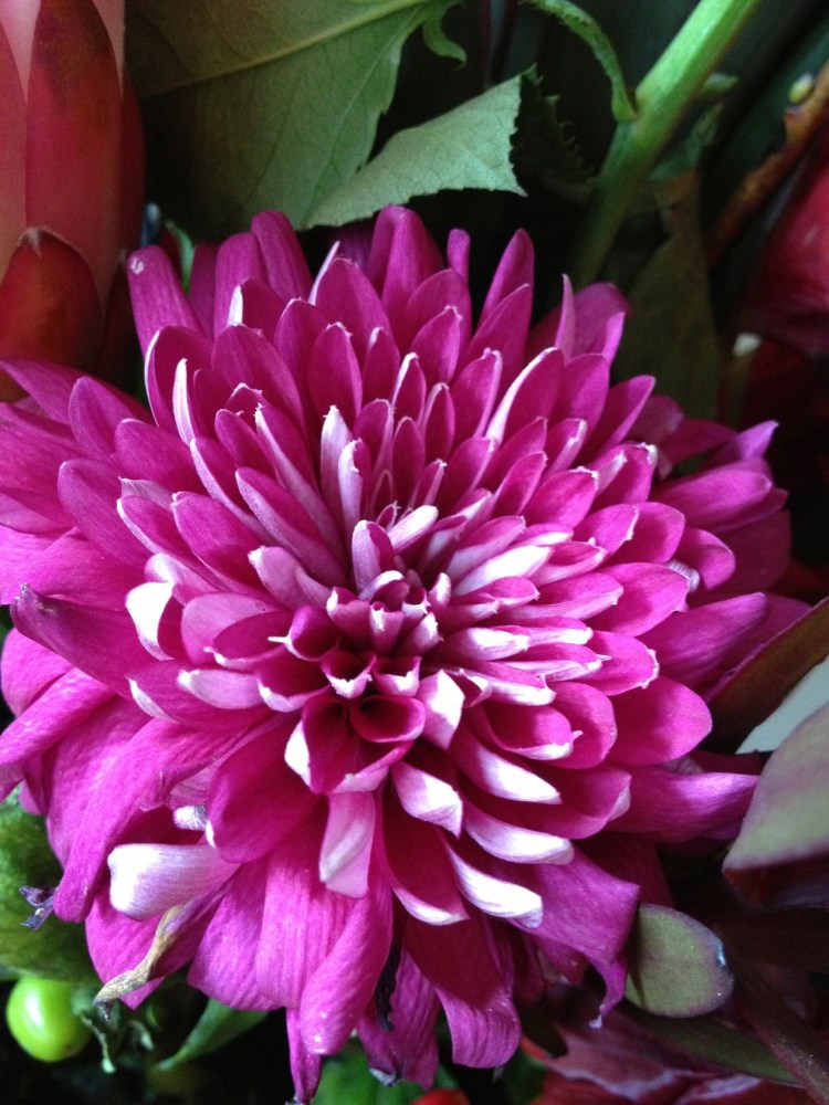 deep pink chrysanthemum