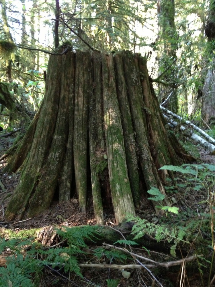 large tree stump with moss