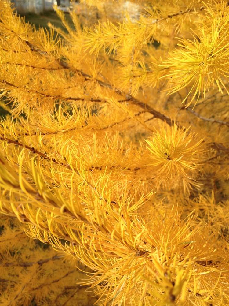 needles of tamarack tree