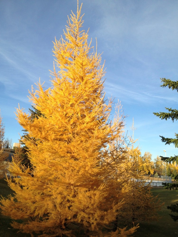 tamarack trees