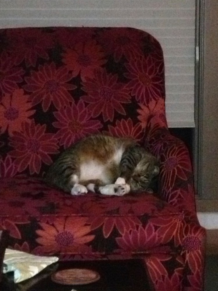 Kush sleeping on chair