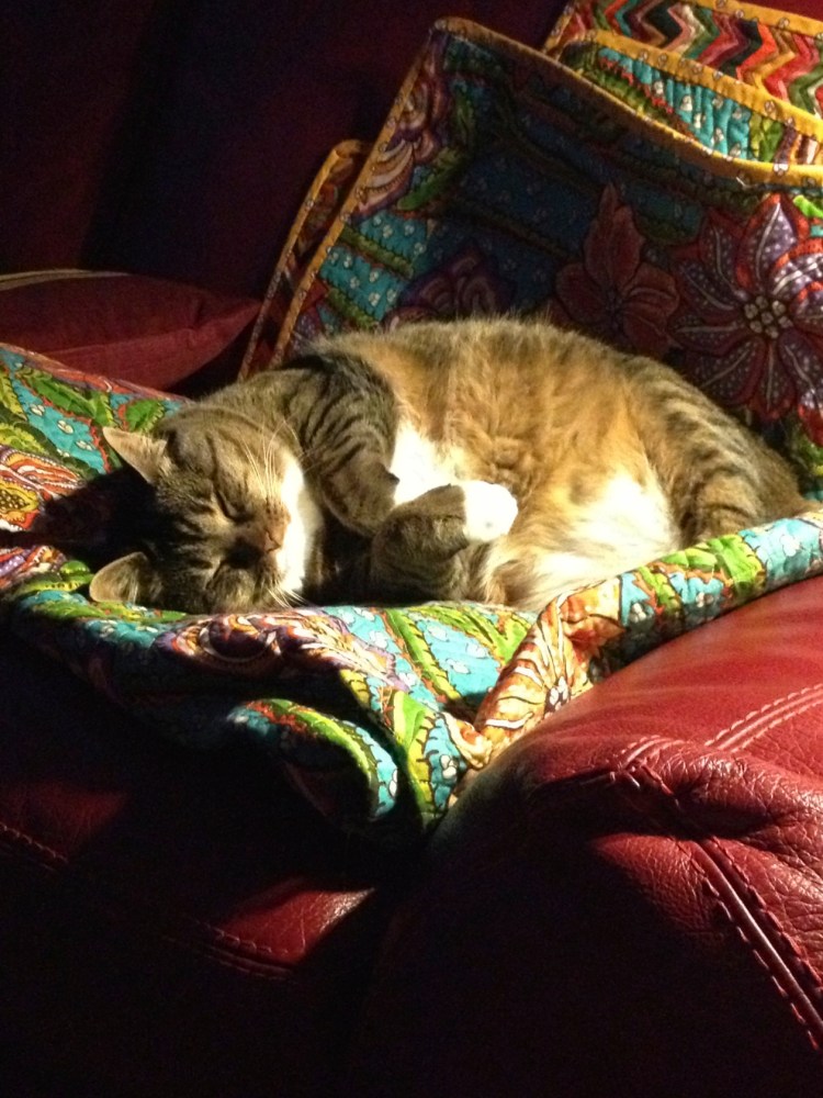 Kush sleeping on couch