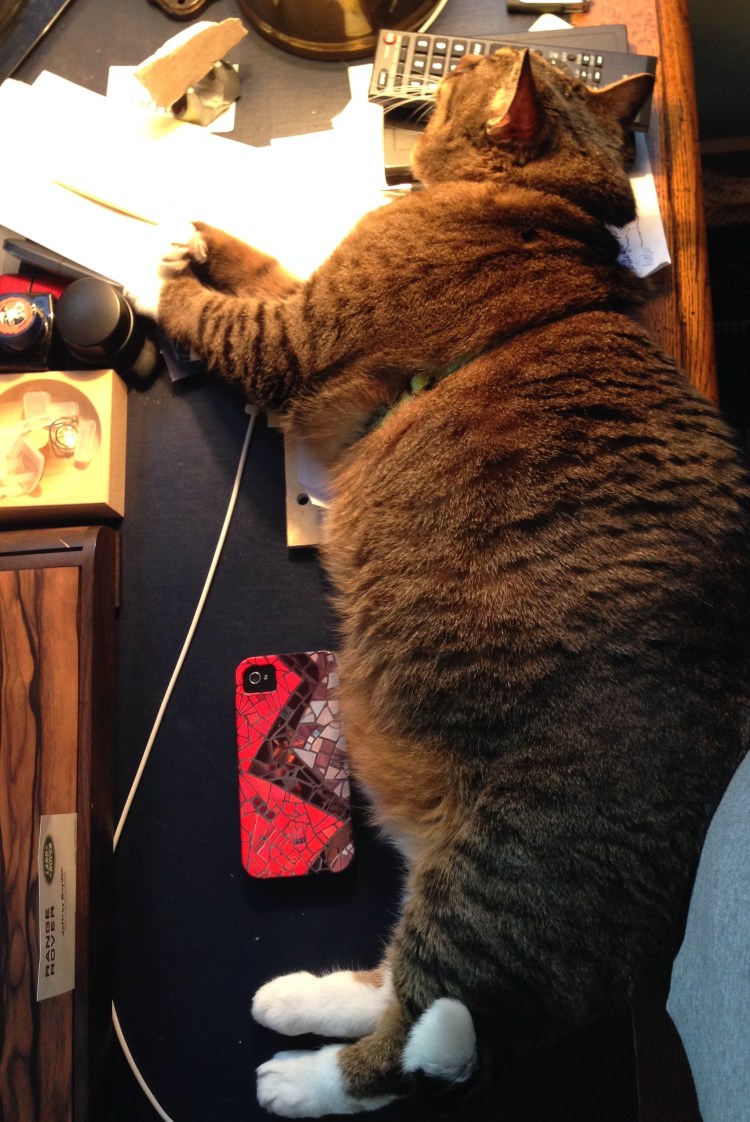 Kush the cat on the desk