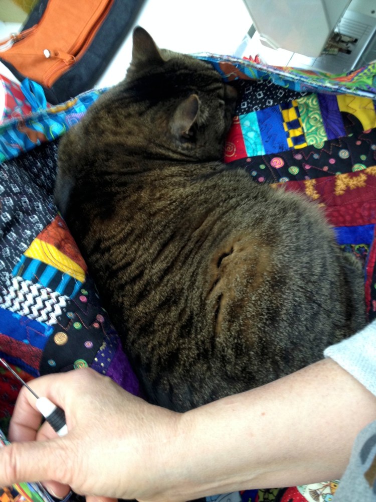 Kush sleeping on my work in the studio