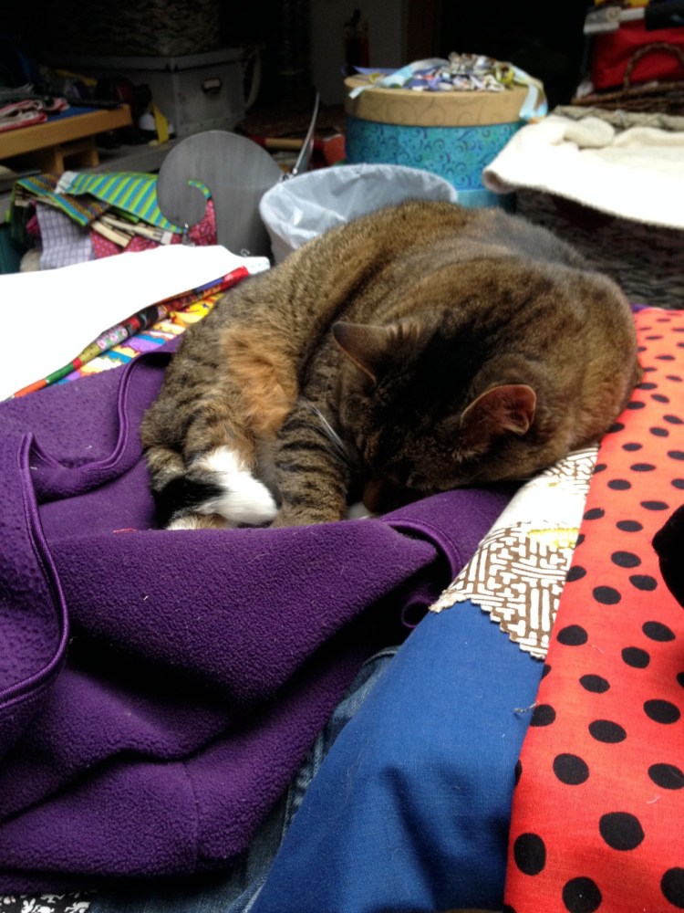 Kush sleeping in the studio