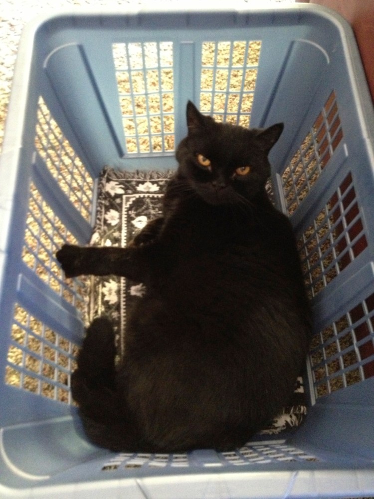 Felix in a laundry basket