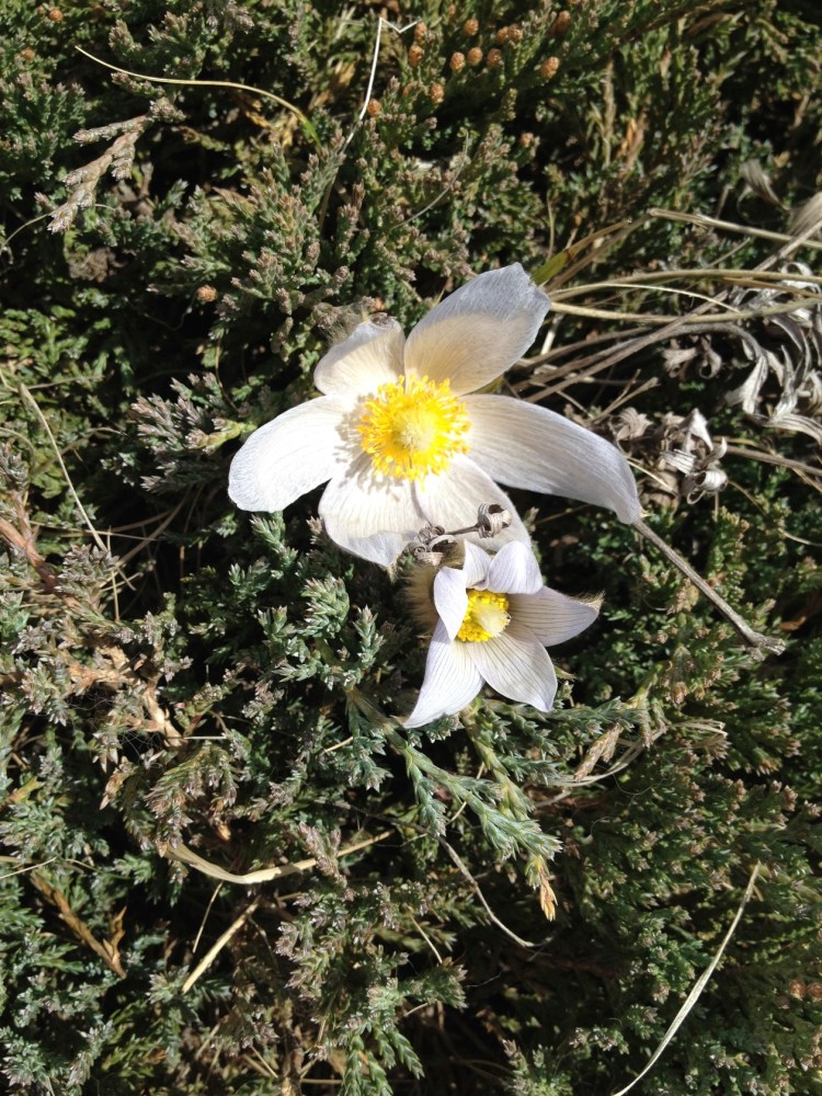 2 pasque flowers