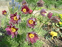 red pasque flower