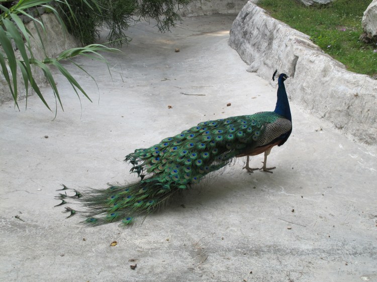 resting peacock