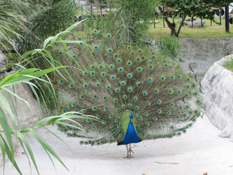 peacock on display