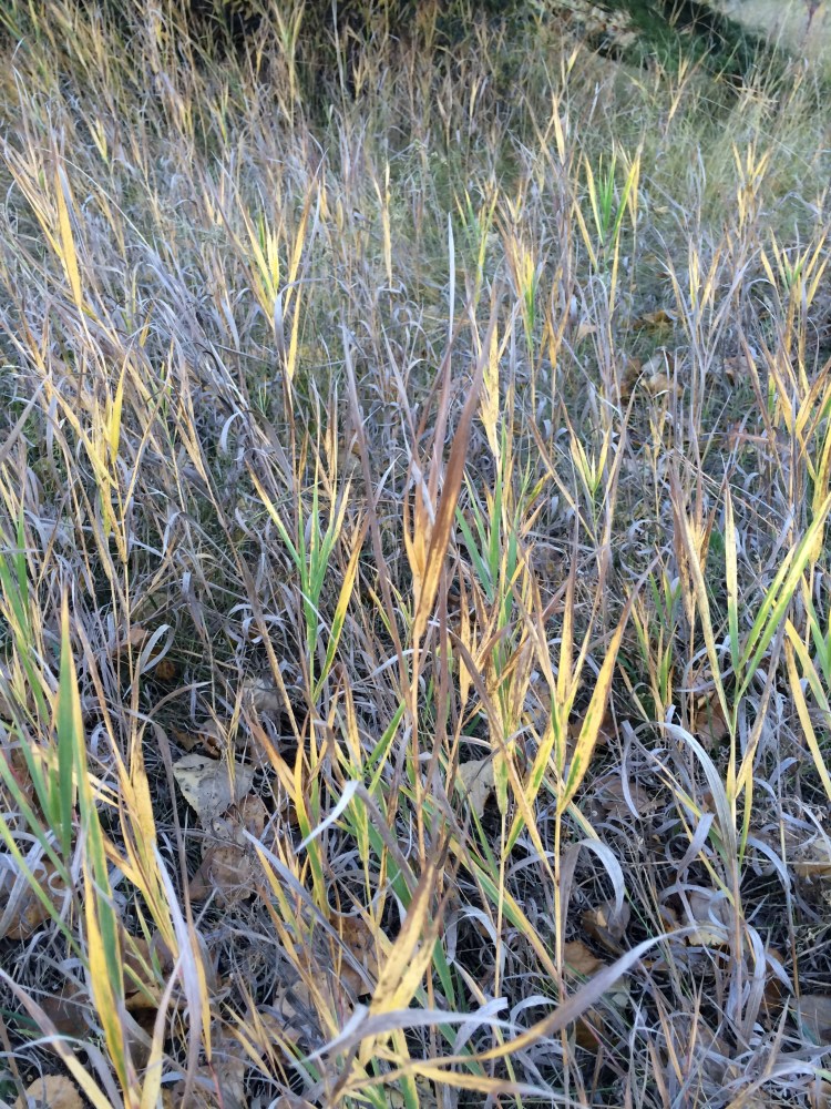 fall colors of grass