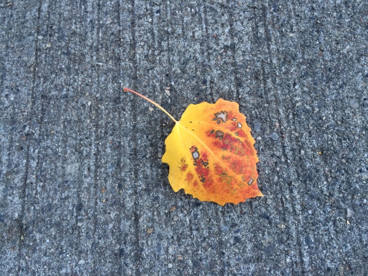 autumn leaf on the pavement