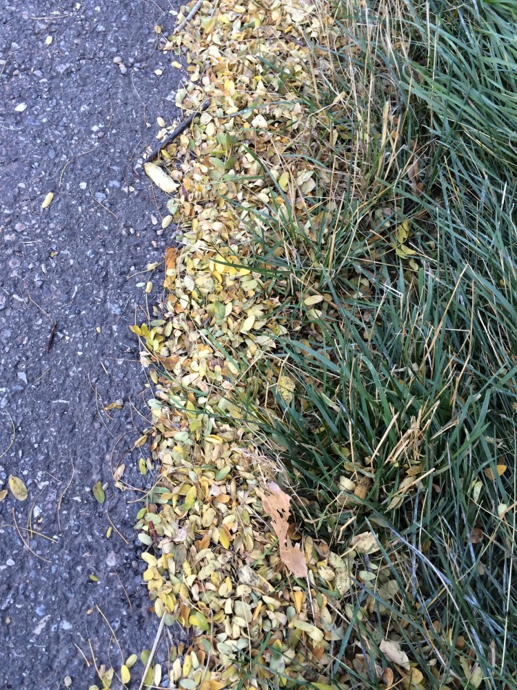 pavement, leaves and grass