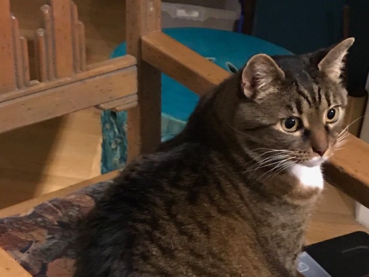 Kush the cat on a kitchen chair