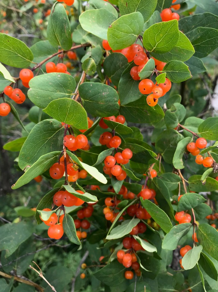 bright orange berries