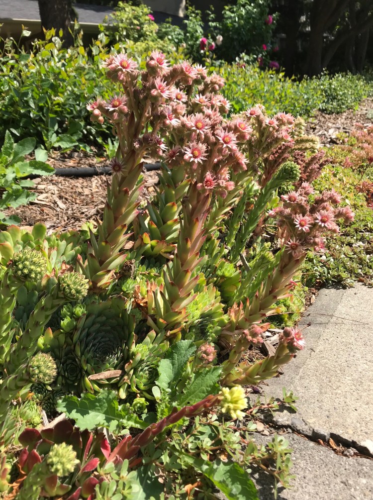 sedum with pink flower stalks