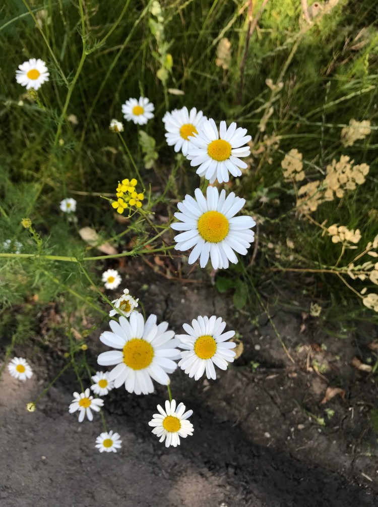 white daisies