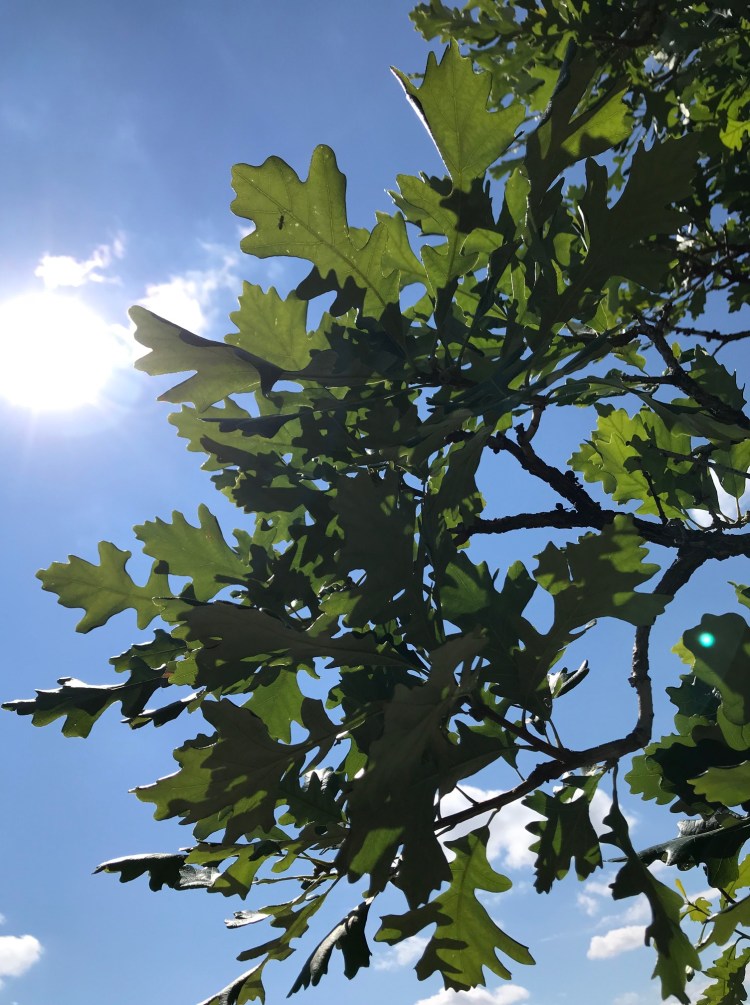 oak branches and leaves