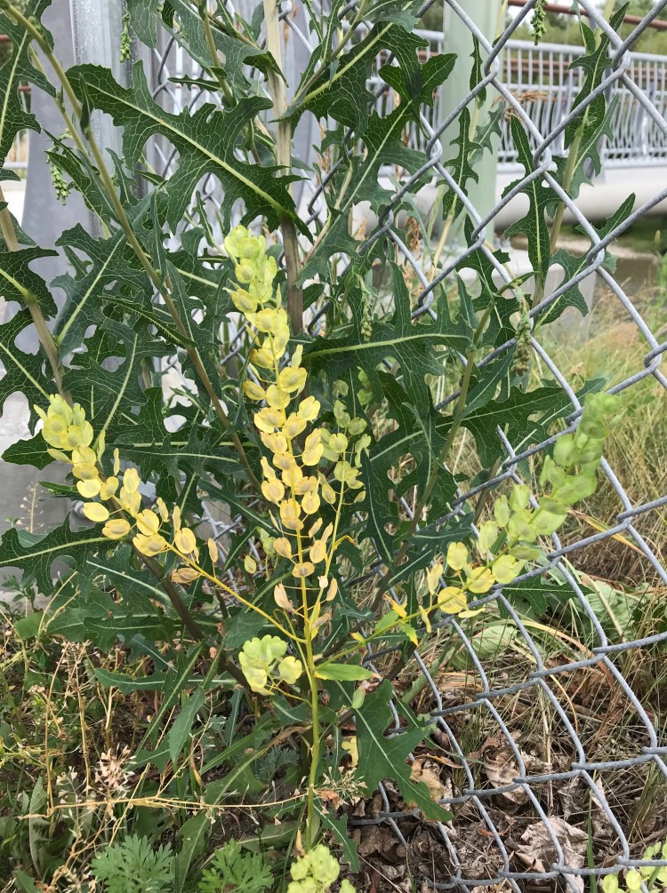 yellow seed pods